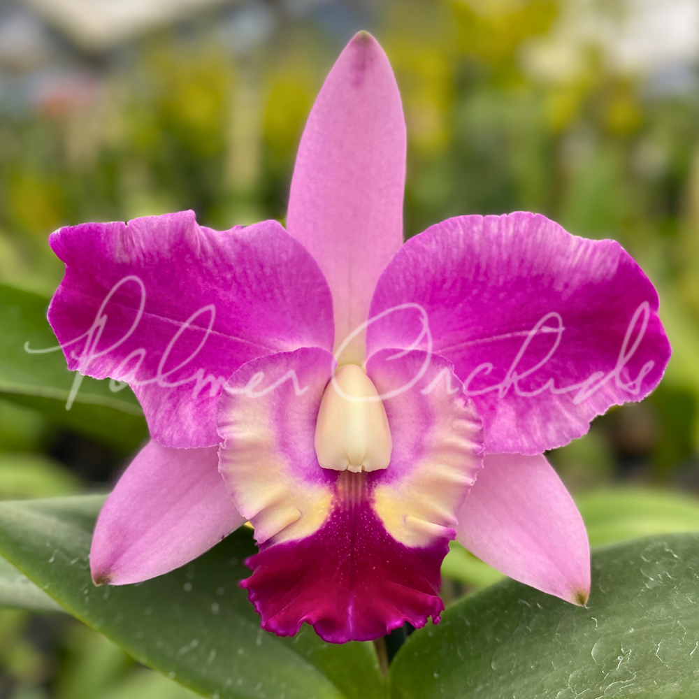 C. Little Dipper-Rosie's Surprise — Palmer Orchids